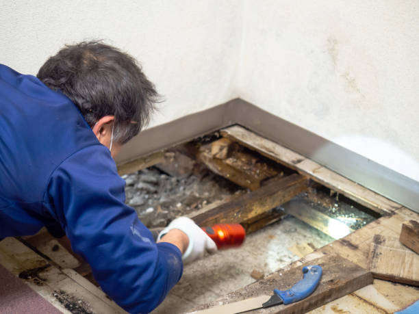 Trusted Bolivar, MO Mold Removal Experts