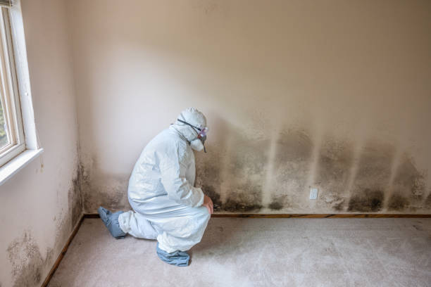 Best Toxic Mold Removal  in Bolivar, MO