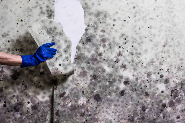 Best Mold Remediation  in Bolivar, MO